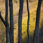 Tronc d'arbres en forêt d'automne