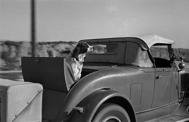 AKG1013507.webp Chien dans une voiture ancienne en mouvement – Image 1
