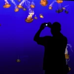 Silhouette photographiant des méduses