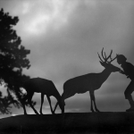 Silhouette d'une personne et de cerfs en plein air au crépuscule