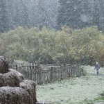 Promenade dans la neige en forêt