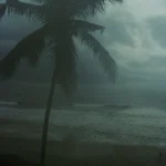 Palmier sur plage en soirée brumeuse