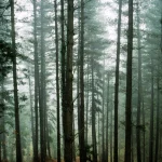 Forêt embrumée avec de grands arbres