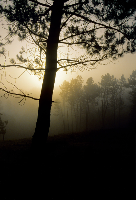 AKG1304437.webp Lever de Soleil dans une Forêt Brumeuse – Image 1