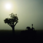 Silhouette d'un arbre et d'un équipement rural au lever du soleil