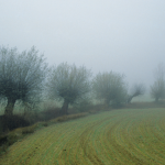 Arbres dans la brume sur un champ