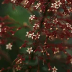 Fleurs rouges avec gouttes de rosée