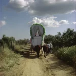 Charrette tirée par des bœufs sur un chemin rural