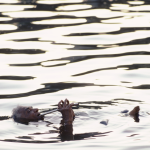 Homme jouant de la flûte flottant sur l'eau