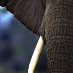 Tête d'éléphant avec défense