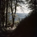 Promenade solitaire en forêt au crépuscule