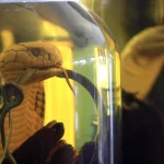 Serpent en bocal de spécimen sous verre
