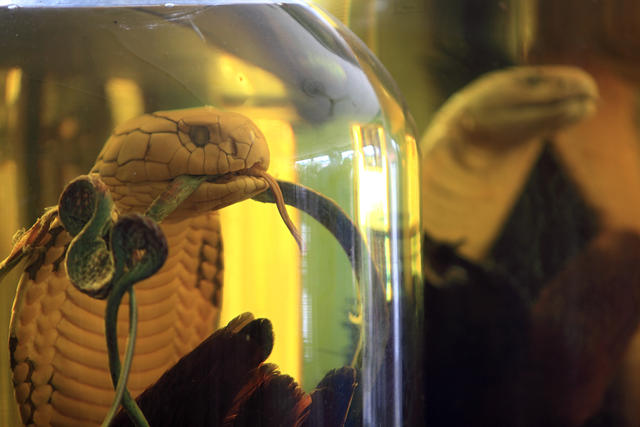 AKG1430640.webp Serpent en bocal de spécimen sous verre – Image 1