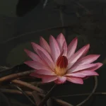 Fleur de lotus rose en gros plan