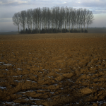 Champ Labouré avec Rangée d'Arbres en Hiver