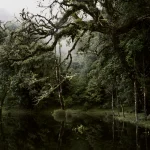 Forêt Mystique avec Reflets d'Arbres