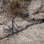 Paysage Dévasté par un Incendie