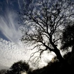 Arbre Silhouette au Coucher du Soleil