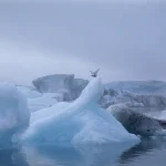 Oiseau sur un iceberg dans l'Arctique
