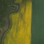 Vue aérienne champ de colza et champs verts