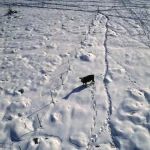 Vache seule dans un champ enneigé avec traces de pas