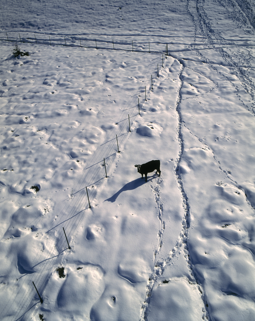 AKG1531750.webp Vache seule dans un champ enneigé avec traces de pas – Image 1