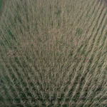 Vue aérienne d'une plantation d'arbres dénudés