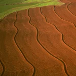 Champs agricoles avec motifs de culture et lignes courbes