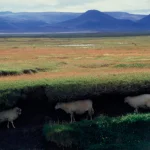 Moutons paissant dans un paysage islandais