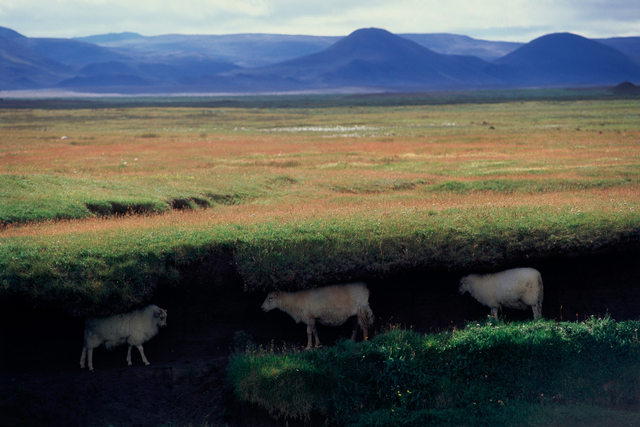 AKG1532623.webp Moutons paissant dans un paysage islandais – Image 1