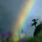 Arc-en-ciel avec Arbre en Silhouette