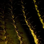 Gros plan sur une section de cactus avec des épines