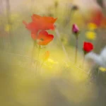 Coquelicots en Fleur dans un Champ ensoleillé