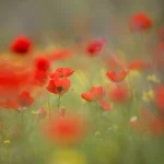 Champs de coquelicots en flou artistique