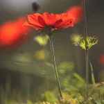 Fleur rouge en pleine floraison sous la lumière du jour