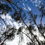 Forêt d'eucalyptus sous un ciel bleu nuageux