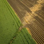 Champ divisé entre cultures vertes et sol nu vu du ciel.