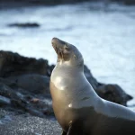 Otarie au bord de l'eau