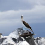 Trois Fous à pieds bleus posés sur un rocher