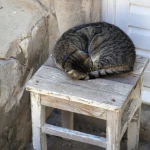 Chat tigré endormi sur une vieille chaise en bois.