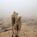 Chameaux marchant dans le désert brumeux