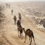 Caravane de chameaux dans un désert naissant