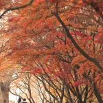 Promenade romantique sous les arbres en automne