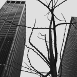 Arbre sans feuilles devant des gratte-ciel