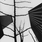 Arbre en hiver entre gratte-ciel