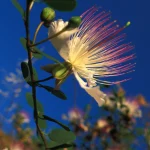 Fleur de câprier en gros plan sous un ciel bleu