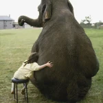 Enfant étreignant un éléphant dans un parc