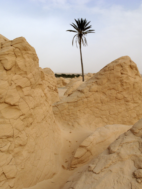 AKG1935356.webp Palmier solitaire dans un paysage désertique – Image 1