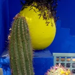 Cactus et Pot Jaune sur Fond Bleu