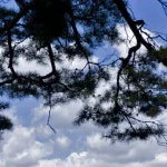 Vue sur la montagne enneigée encadrée par des branches